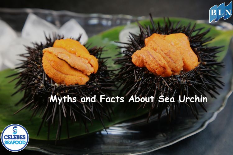 Myths and Facts About Sea Urchin Consumption for Health: Don't Be Misled!